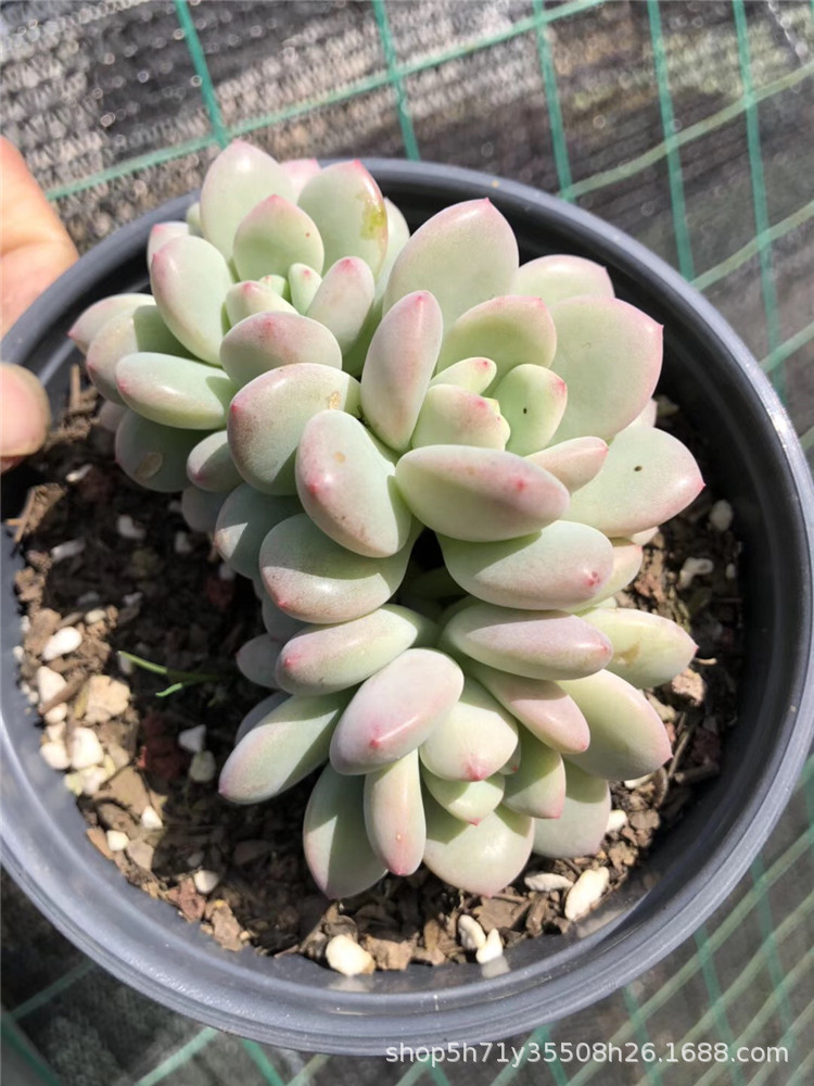 042云南多肉植物大棚批发 新香水奶油色2-3头 盆12cm多肉珍稀品种