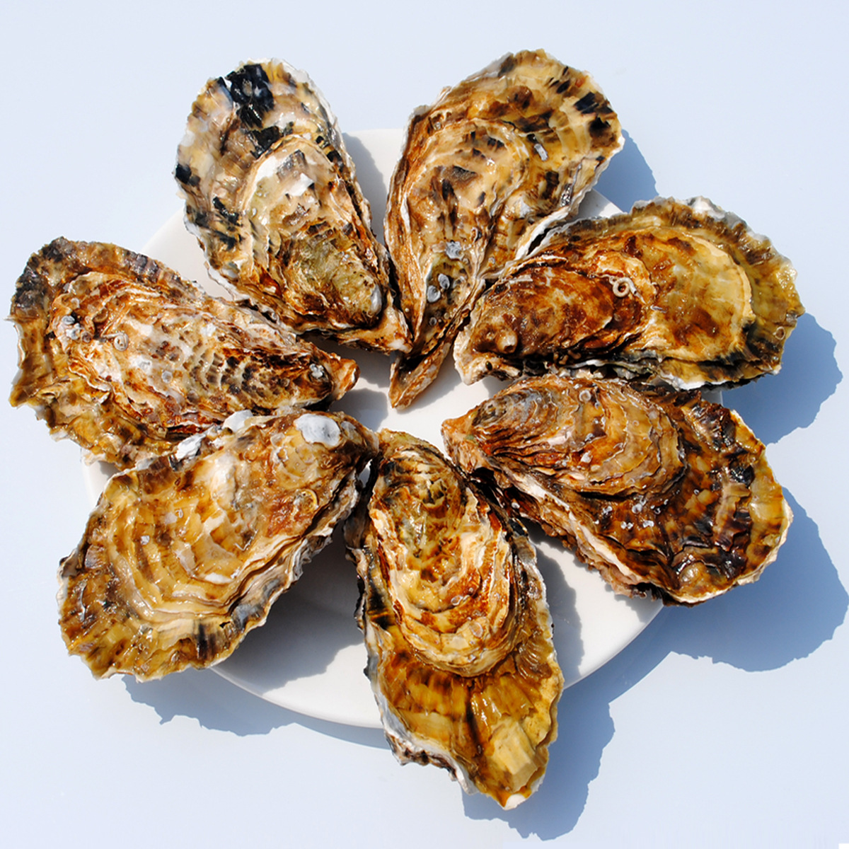 乳山生蚝鲜活三倍体牡蛎新鲜海蛎子肉海鲜水产食材产地批发12两
