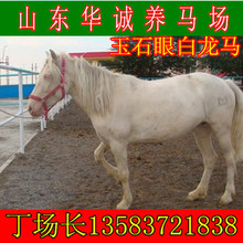 上海景区玉石眼白龙马多少钱一匹训好的马纯血马半血马蒙古马马驹
