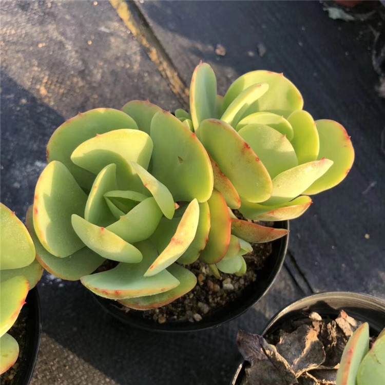 021多肉植物大棚批发阳台品种奶油碧桃双头老桩盆10cm多肉品种