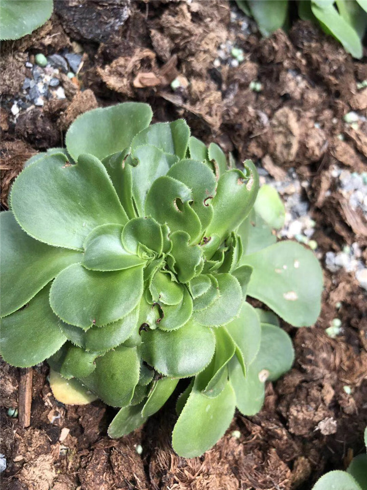 125基地限时批发多肉植物 八尺镜缀化10公分左右带根多肉法师贵货