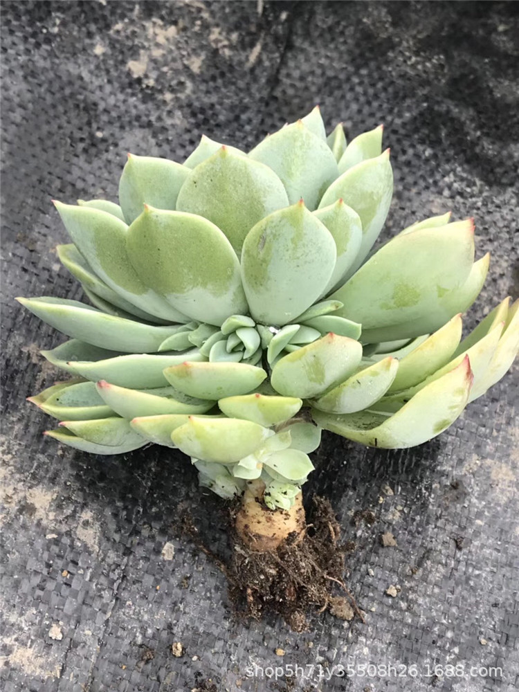 045基地批发多肉植物限量 血燕单头 三色堇小桩多肉品种裸根限量