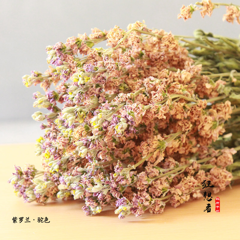 狂想者【紫罗兰·干花】自然干花真花束紫罗兰装饰插花厂家批发