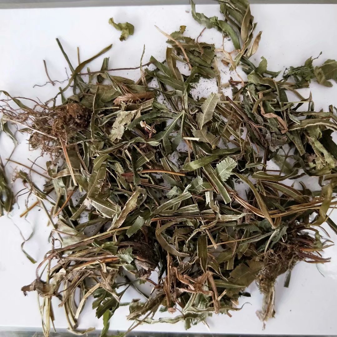 中药材凤尾草 鸡爪草 金鸡尾