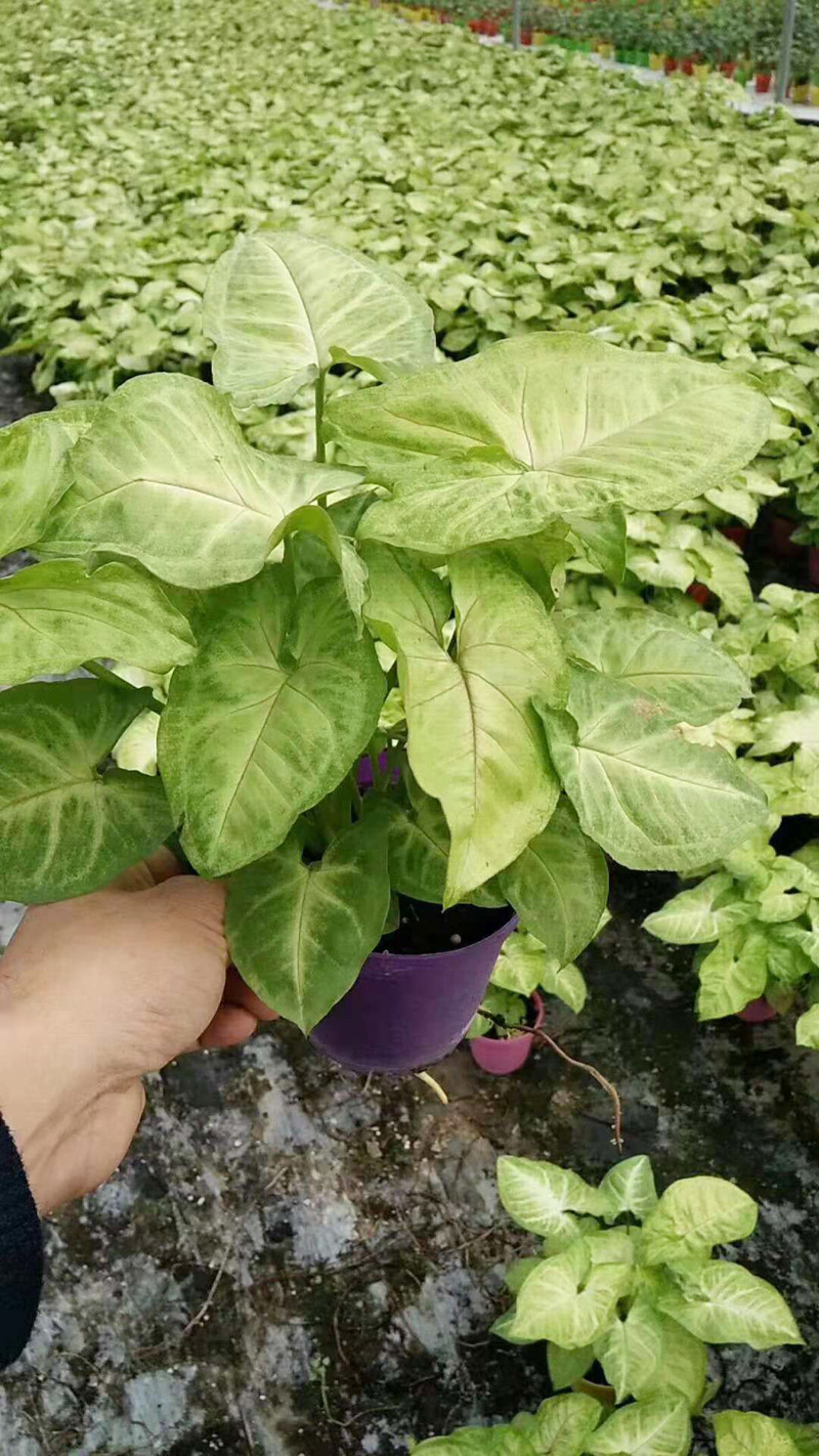 基地直供绿墙绿化专用小盆栽花卉室内植物110黄金童子合果芋