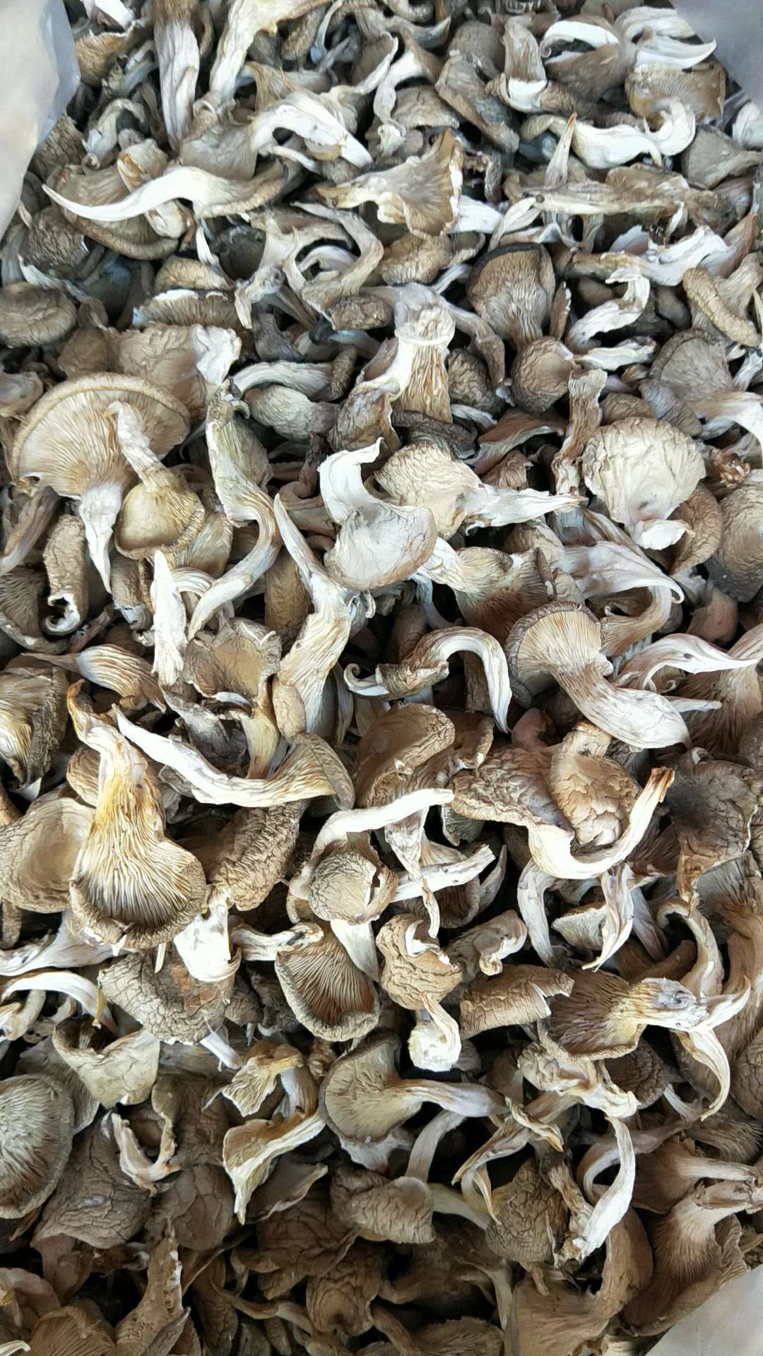 产地直销批发真姬菇 食用菌真姬菇 干货