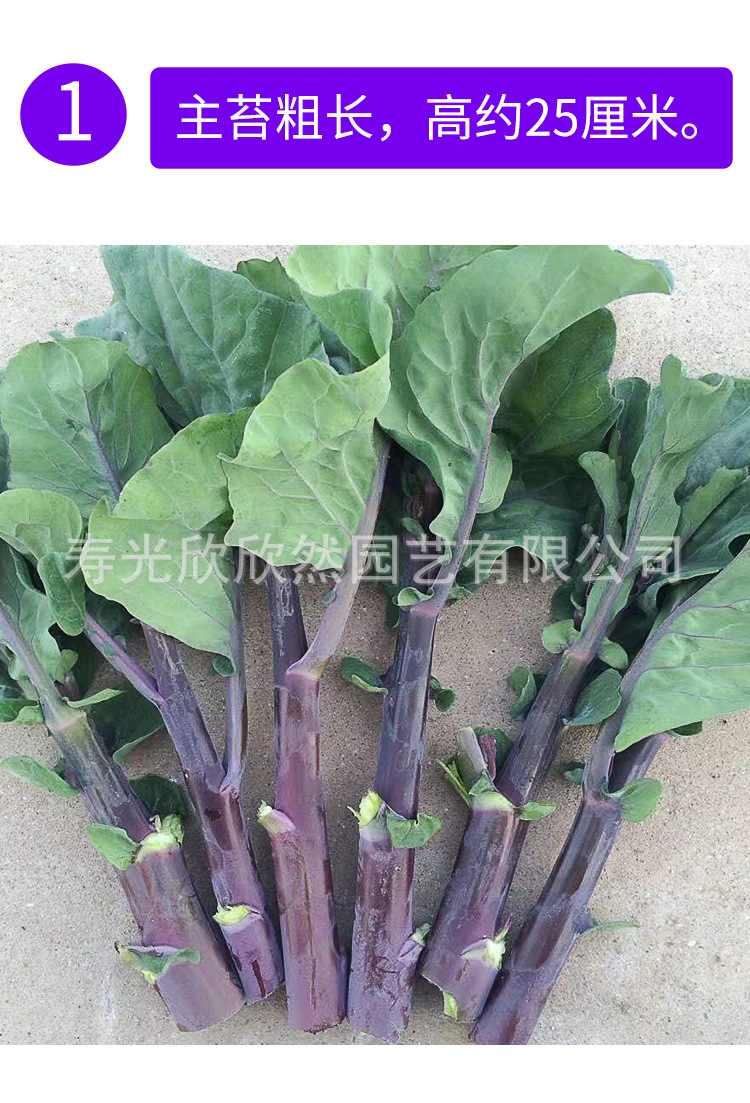 广东紫芥兰菜种籽芥蓝菜种子菜心菜苔孑四季播秋季秋冬季蔬菜