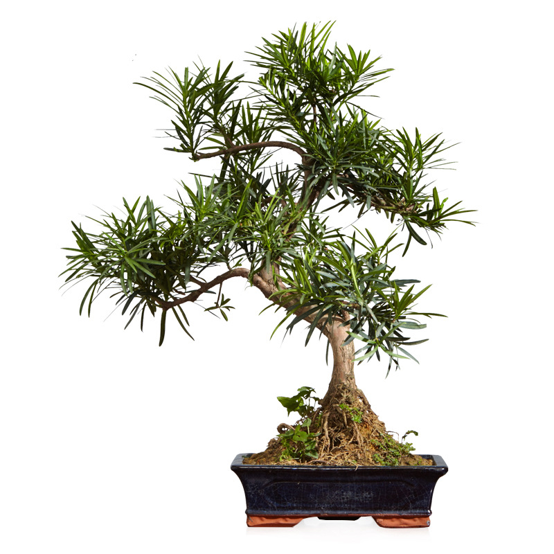 小叶罗汉松中小型盆栽苗 原生罗汉松 雀舌罗汉松造型盆景四季常青