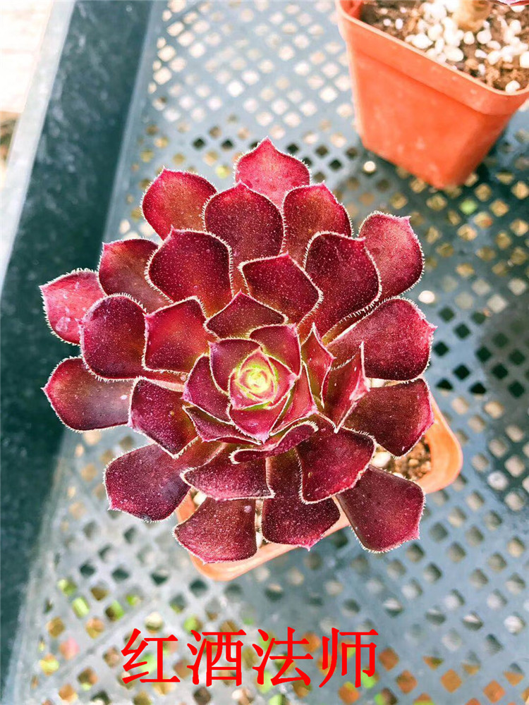 331大棚多肉植物批发 红酒法师小单头盆7cm状态多肉品种