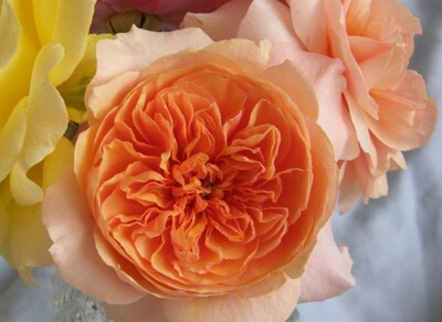 欧美月季 -苏韦尔西尼versigny (维尔西尼)灌木-扦插苗