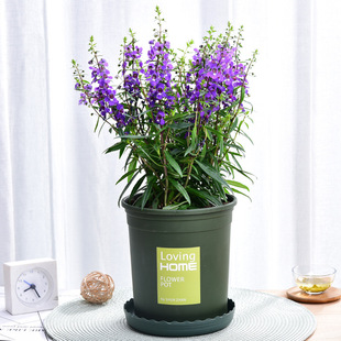 香彩雀盆栽花苗小天使花阳台庭院窗台绿植耐旱耐热植物盆栽花卉