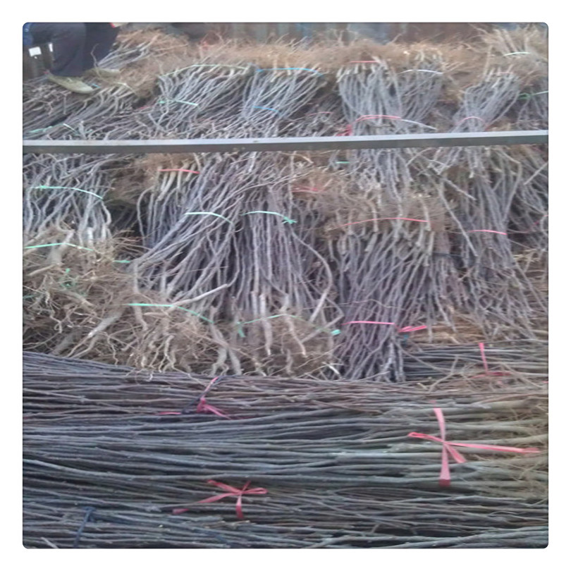 夏玉梨树苗好成活粗度一公分夏玉梨小苗价格