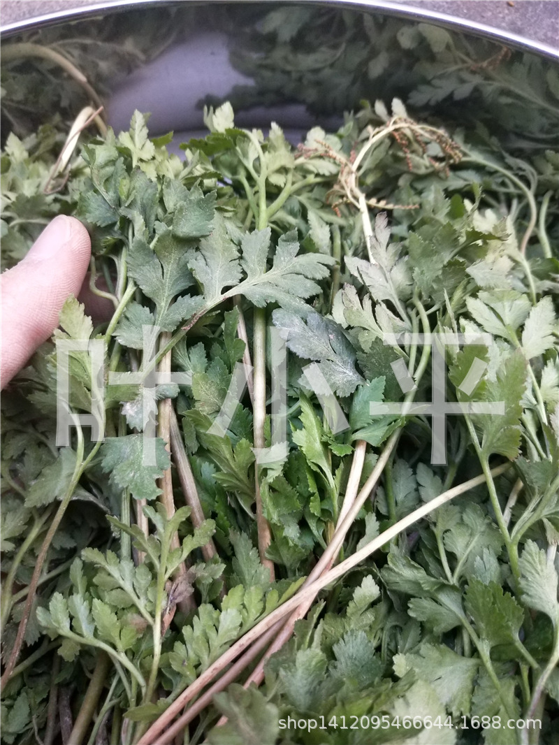 中药材新鲜小春花 野生阴地蕨 蛇不见一朵云独脚金 阴