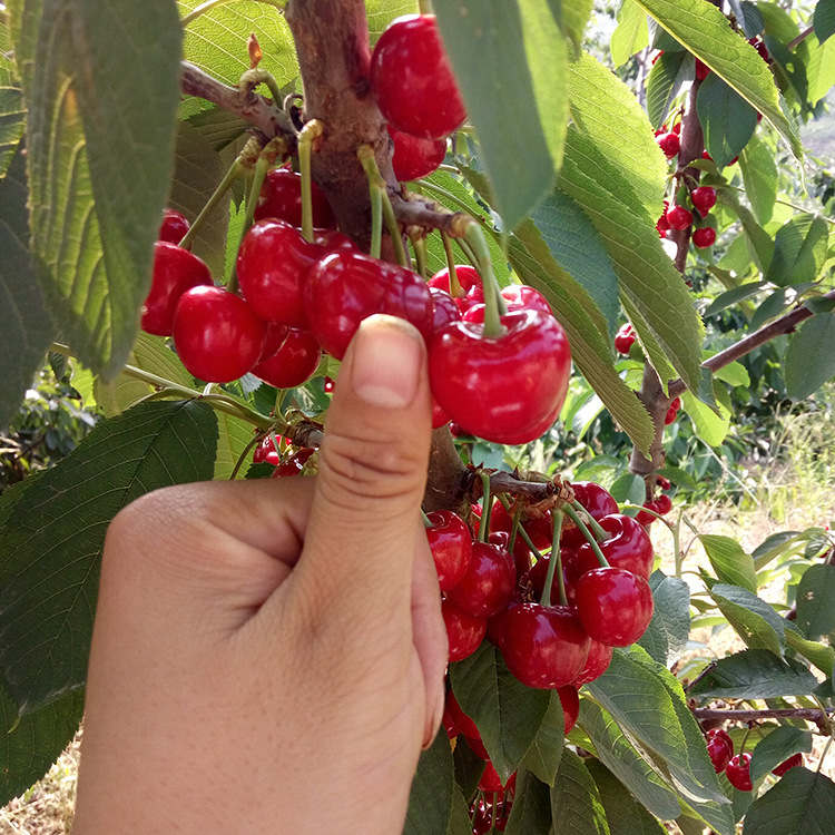 吃樱桃有什么好处? - 阿里巴巴专栏
