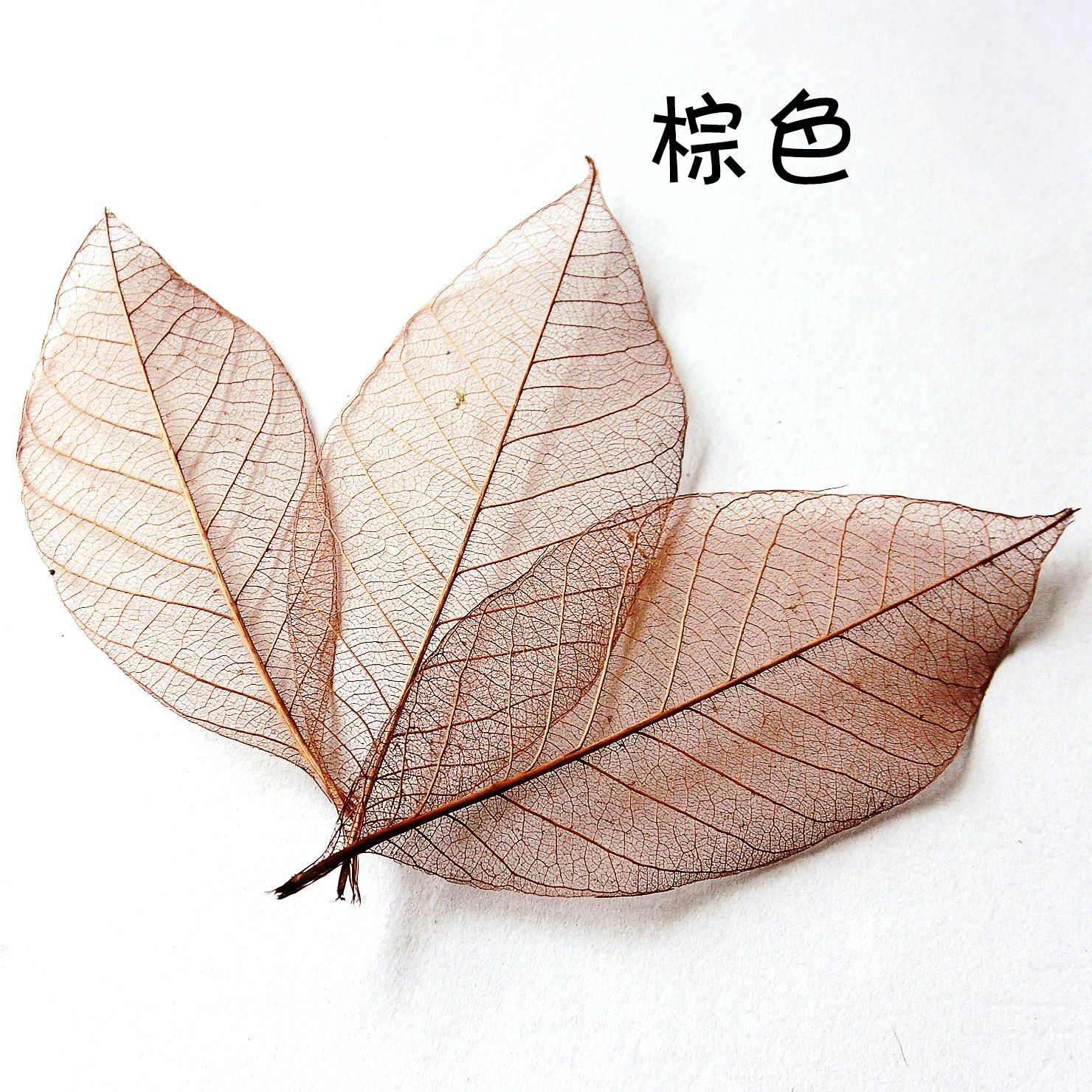 橡胶树叶脉标本s#diy贺卡书签材料干花墙贴田园风装饰品批发直销