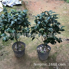 盆栽赤丹红茶花45-55公分高和六七十公分高 红赤丹山茶花