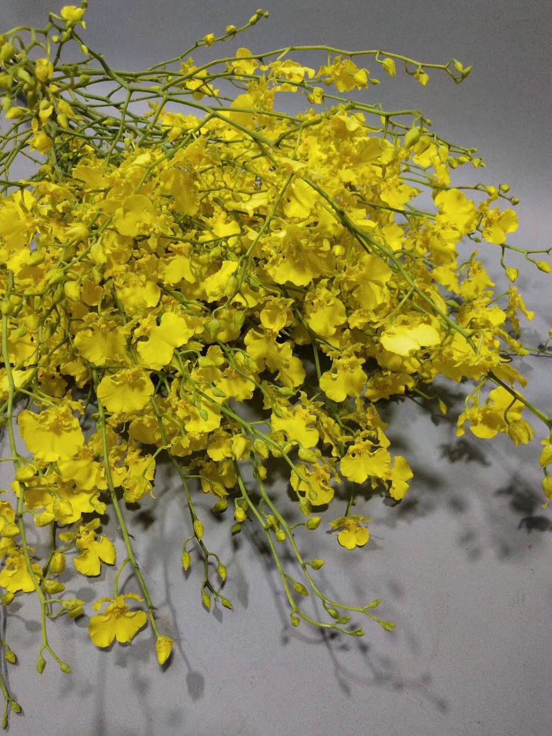 【跳舞兰】批发昆明鲜花 产地直销 花店用文心兰 跳舞兰鲜切花