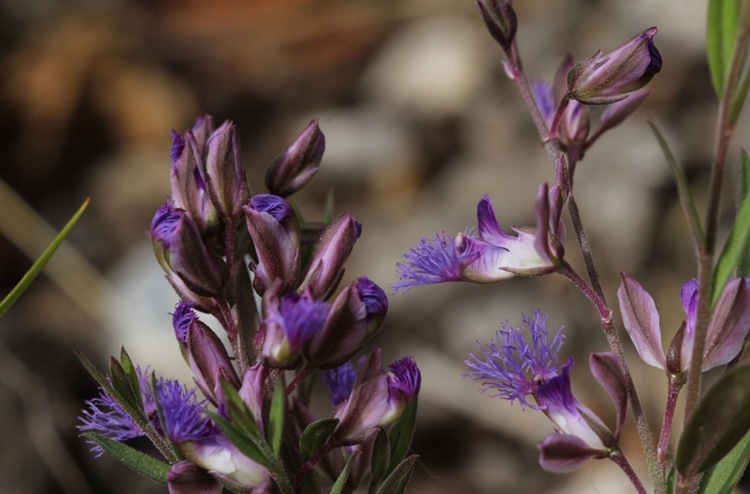 远志种子 头年新采 中药材种苗 远志种籽 优质细叶远志 饱满易种