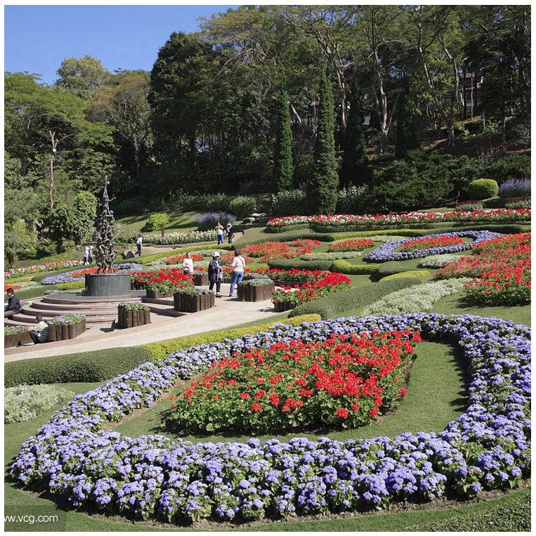 青州草花矮牵牛花坛装饰用矮牵牛喇叭花开花多色牵牛花