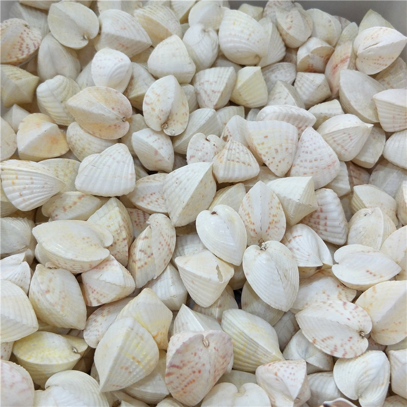 天然海螺贝壳 扁心形蛤鸡心蛤爱心贝 鱼缸婚庆造景时尚家居装饰