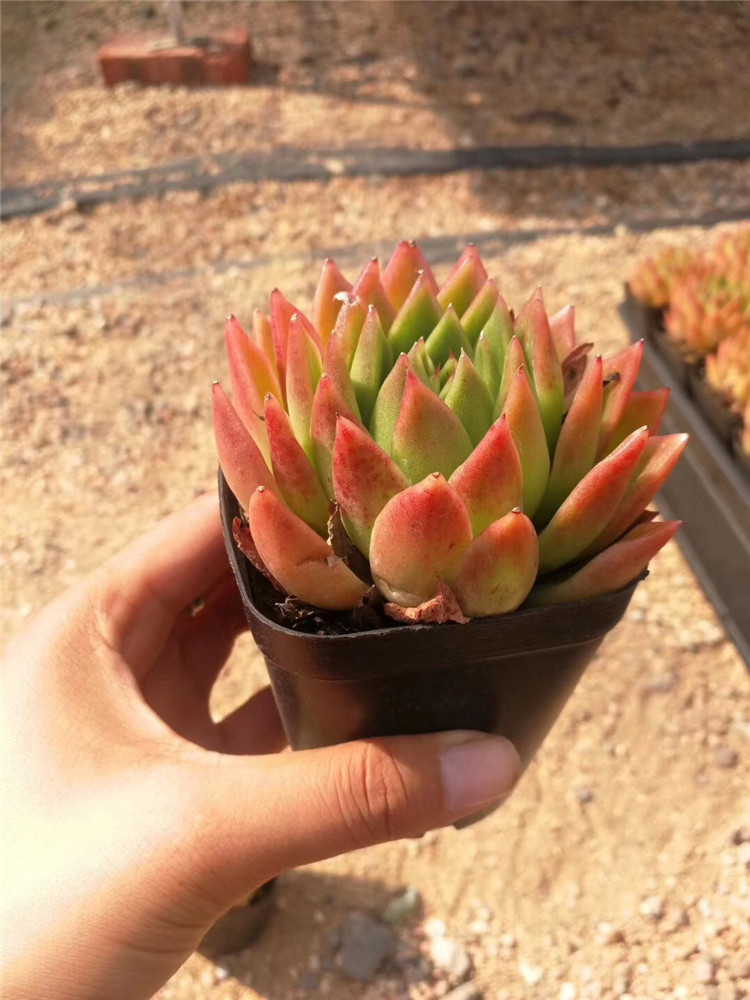 319多肉阳台植物大棚批发 金蜡单头盆7cm 品相美裸根发多肉品种