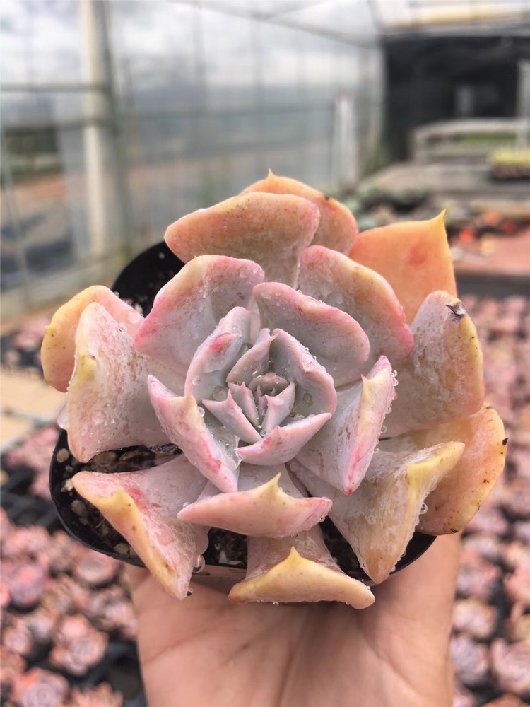 1725限量多肉植物大棚批发 天鹅湖单头品相实拍 多肉品种裸根发