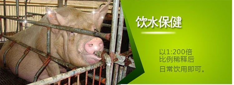 养猪饮水保健液使用方法