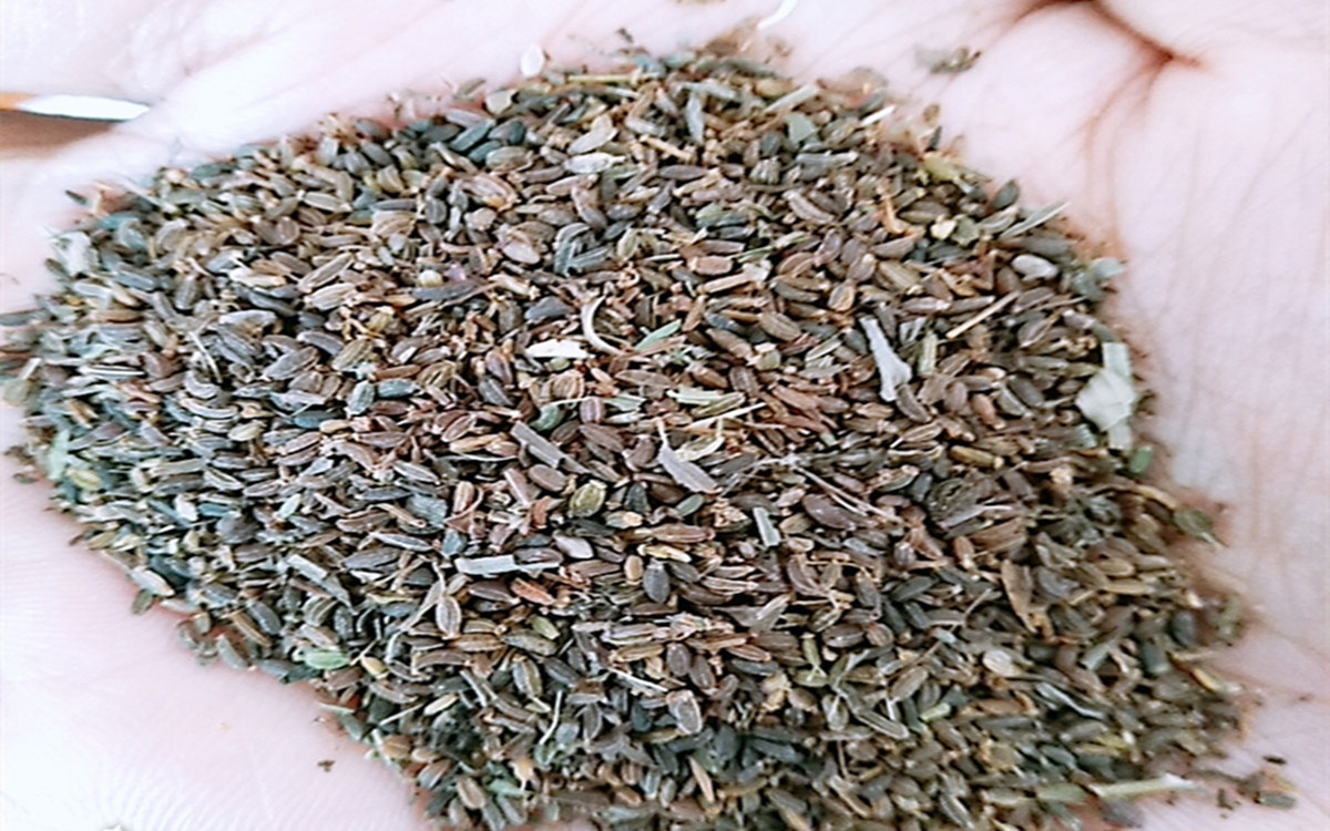 优质黑柴胡种子 北柴胡种子 当年新采 花卉柴胡籽 中草药种子批发