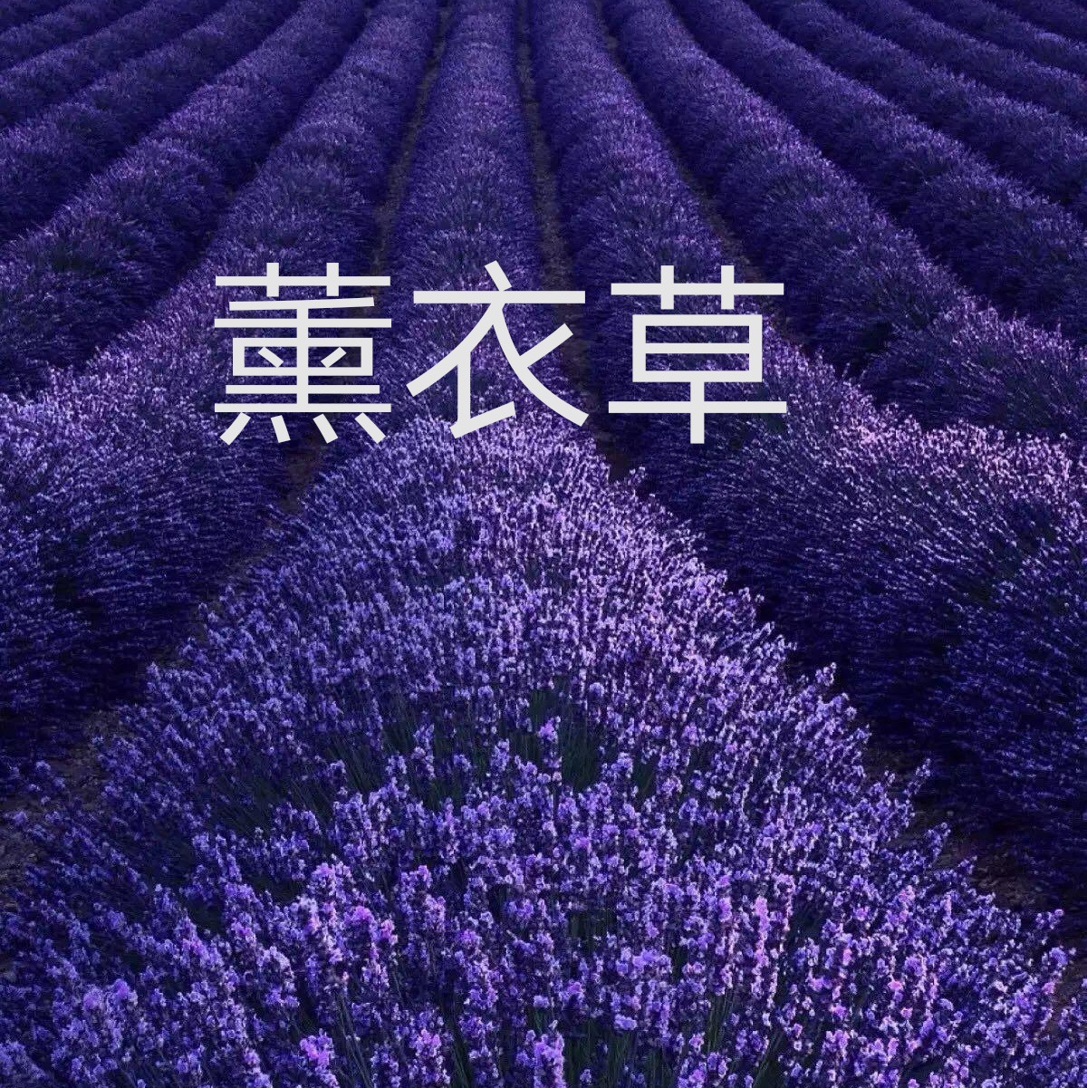 薰衣草 法国蓝太空蓝英国蓝薰衣草干花花束 薰衣草花粒精油批发