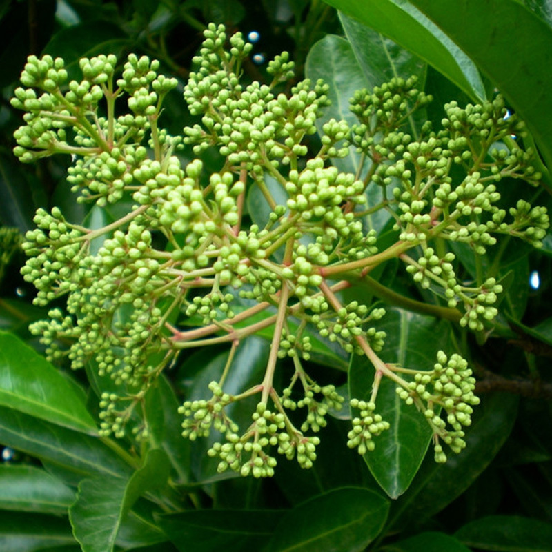 法国冬青种子 红果冬青北美冬青 小叶冬青卫矛 龟甲冬青种z-阿里巴巴