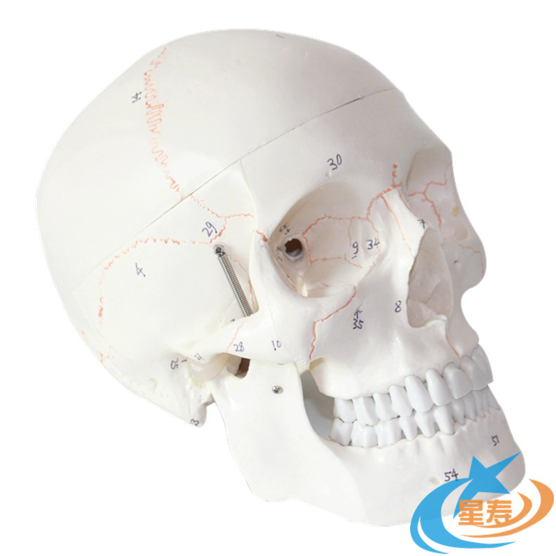 生产批发高仿真人体头骨模型带数字标识带骨缝线可拆卸头颅解剖