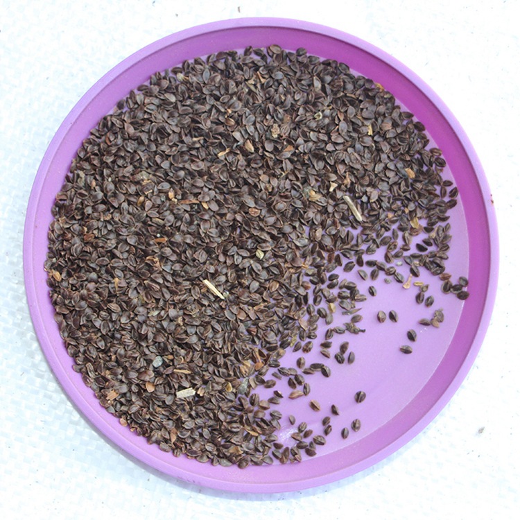 白色假龙头花卉种子 花种子 囊萼花 棉铃花 伪龙头花卉种子春秋播