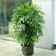 散装棕竹种子 新采的花卉种子 棕竹种子又称观音 竹筋头 竹棕