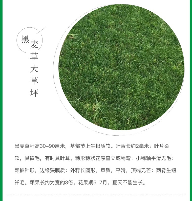 供应 优质土培矮生百慕大草坪 天然草皮 地被草 成活率高.