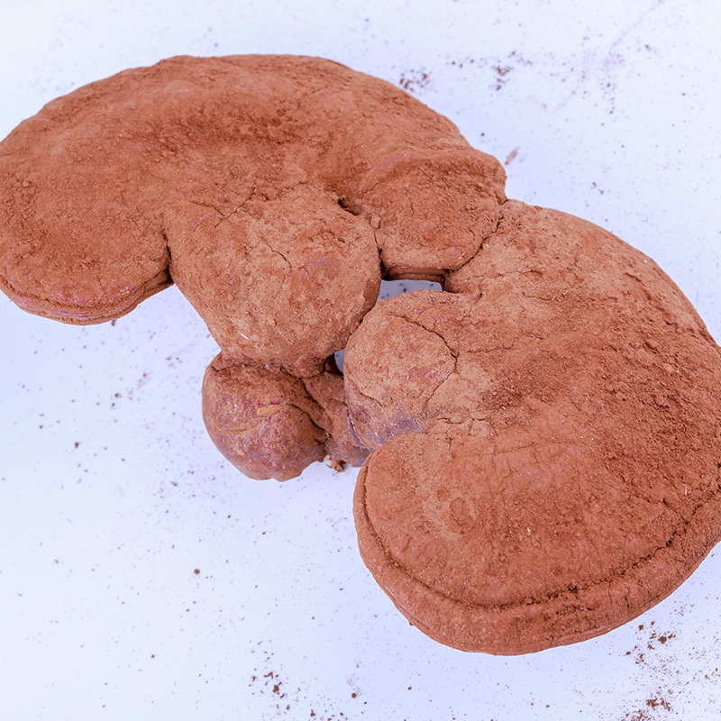 供应产地货源灵芝山中瑰宝营养赤芝现货批发品质保障量大从优