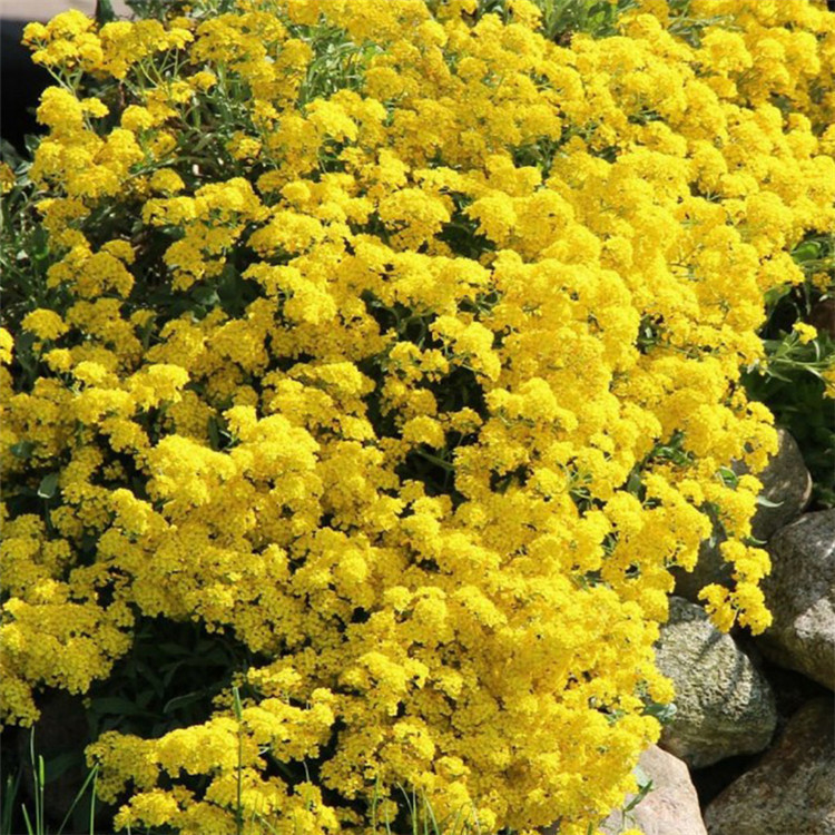岩生庭芥种子优质多年生岩生庭芥花种野花组合景观花种子批发