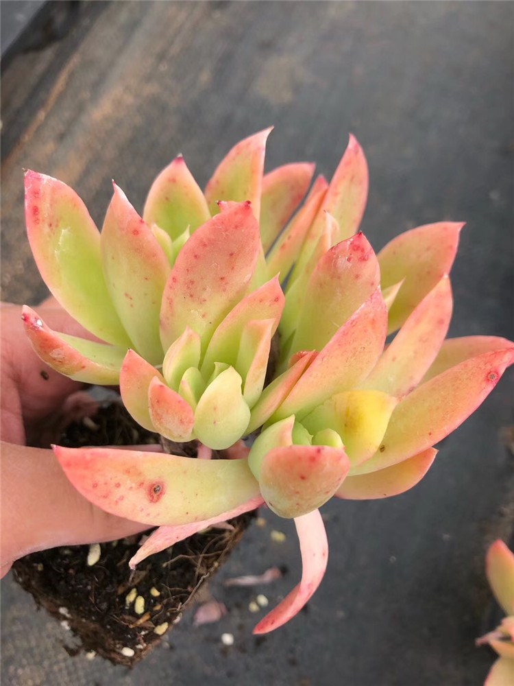 0181多肉植物盆栽大棚直销 状态乔伊老桩品相实拍多肉品种裸根发