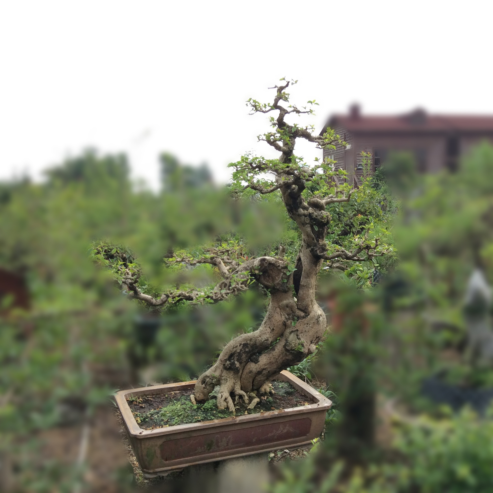 绿化盆栽(勒杜鹃)造型树紫砂花盆零售批发-阿里巴巴