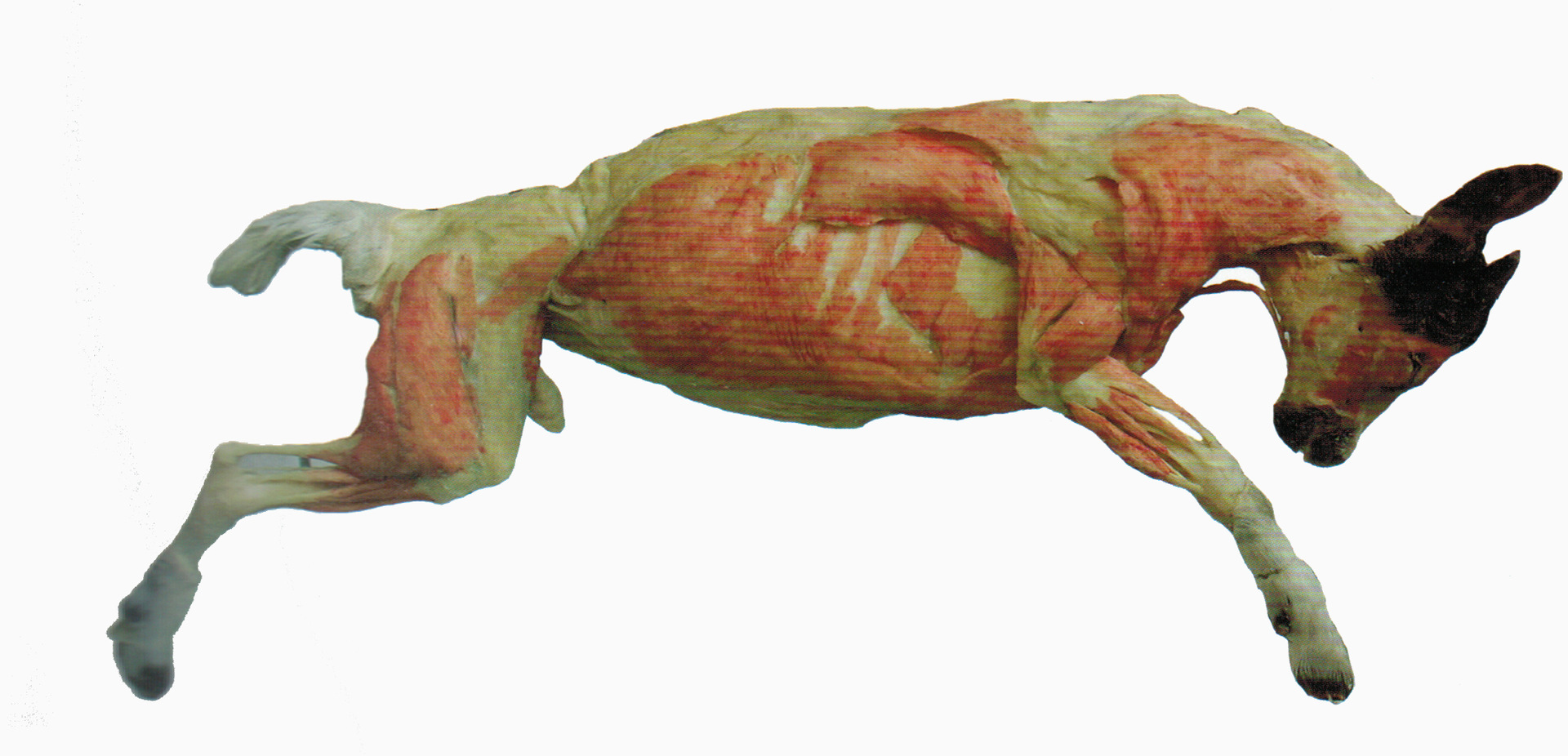 猪牛羊狗马 动物塑化标本 解剖标本 教学标本可定制