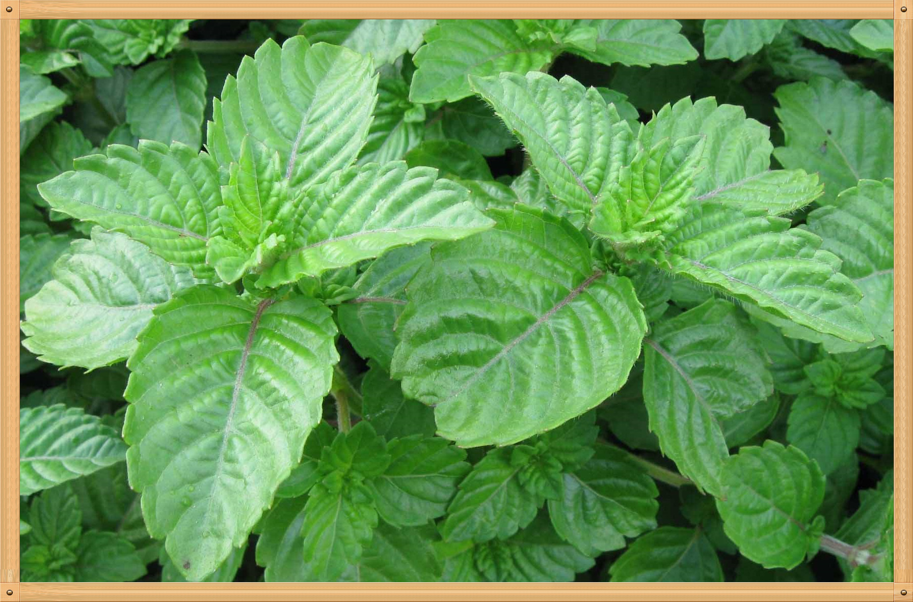 陕西慧科优质供应 仙草提取物 10:1 厂家现货直销 量大从优 包邮