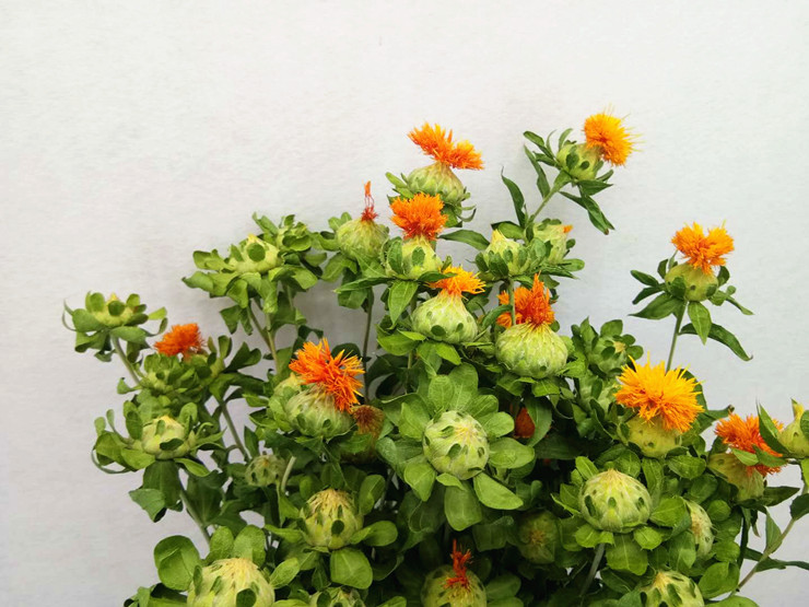 【干花橙菠萝】自然晾干 自有颜色环保家居装饰花材 5枝/扎