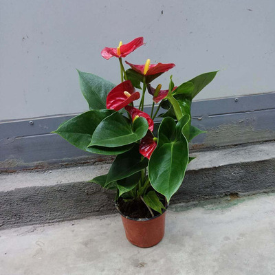 【基地直供】骄阳红掌(130#)白掌 红掌 美酒 维克 迷你 盆栽