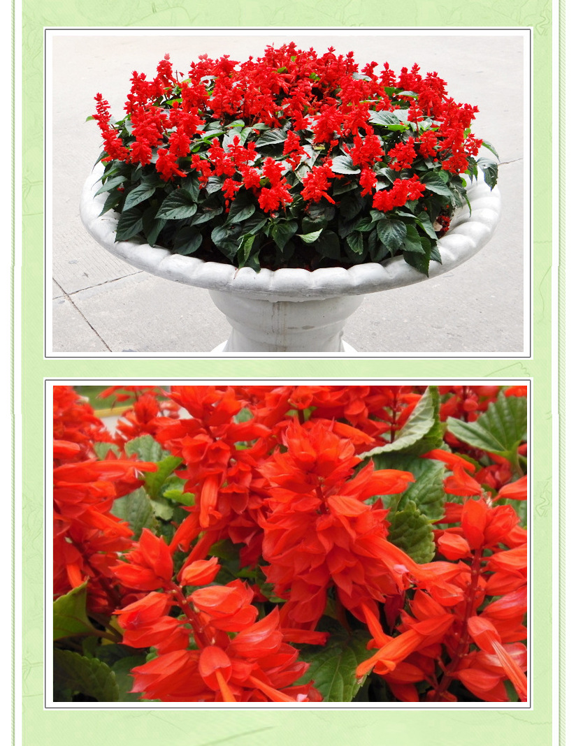 青州花卉基地直销盆栽一串红 串串红 节庆租摆花卉观赏花卉