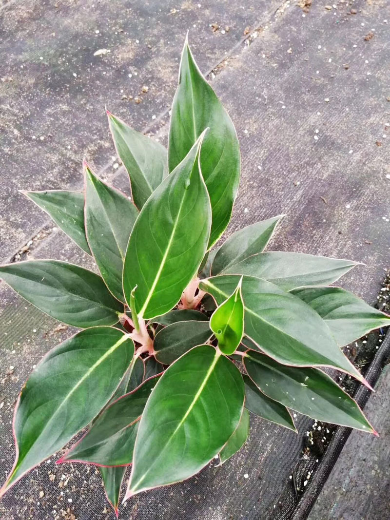 【基地直销】观叶植物花卉小盆栽 吸甲醛净化空气140#蓝宝石