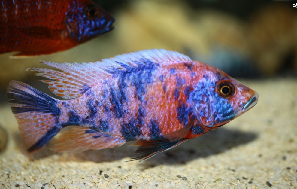 ob孔雀 鲷科鱼 观赏鱼 热带鱼
