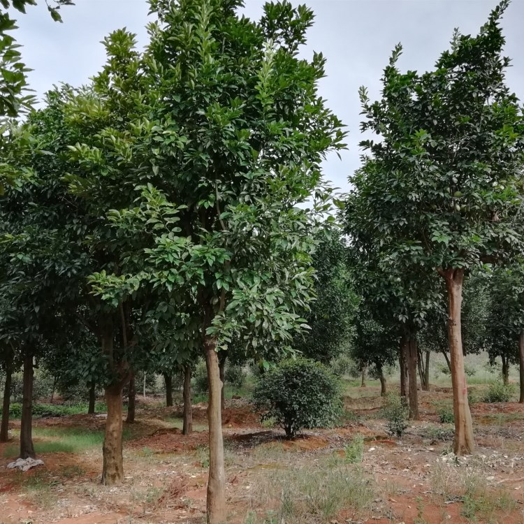 供应湖南香缘树 15cm公分香泡树/香橼树价格合理