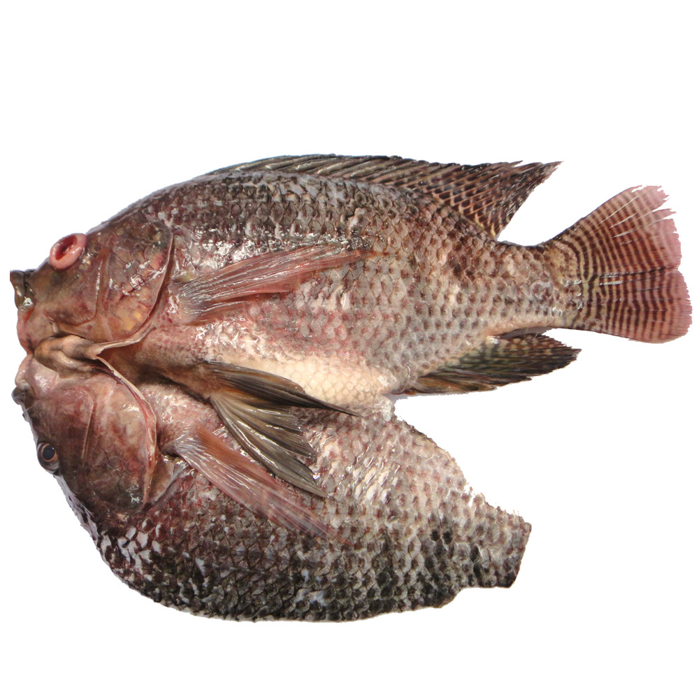 冷冻开背罗非鱼 非洲开边鲫鱼三去鱼 烤鱼食材 300-800g/条 10kg