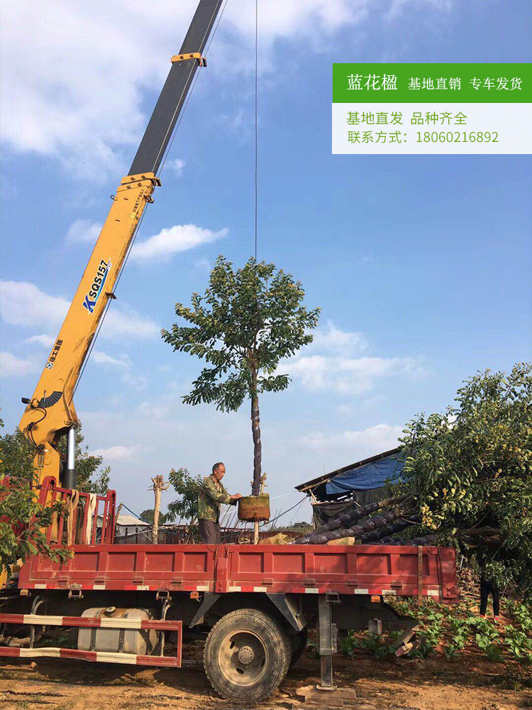 首页 农业 绿化苗木 乔木 漂亮的蓝花楹,蓝花楹价格合理,蓝花楹袋苗15