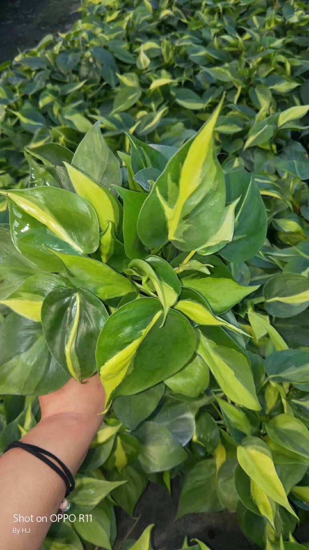 【基地直销】观叶植物室内吸甲醛绿化墙花卉盆栽 110花叶杏叶藤