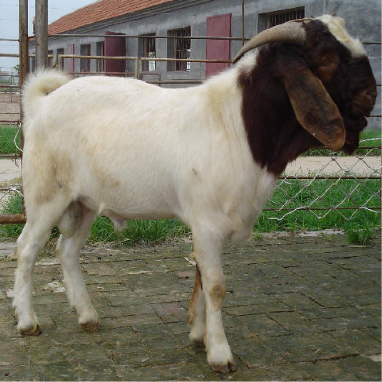 山东波尔山羊销售